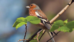 Customize-it - Vogel blad 130x70cm Tuinschilderij
