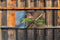 Customize-it - Vogel blad 130x70cm Tuinschilderij