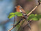 Customize-it - Vogel blad 70x50cm Tuinschilderij