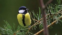 Customize-it - Vogel geel 130x70cm Tuinschilderij