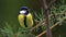 Customize-it - Vogel geel 130x70cm Tuinschilderij