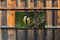 Customize-it - Vogel geel 130x70cm Tuinschilderij