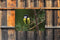 Customize-it - Vogel geel 70x50cm Tuinschilderij
