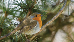 Customize-it - Vogel rood 130x70cm Tuinschilderij