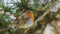 Customize-it - Vogel rood 130x70cm Tuinschilderij