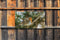 Customize-it - Vogel rood 130x70cm Tuinschilderij