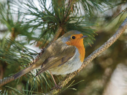 Customize-it - Vogel rood 70x50cm Tuinschilderij