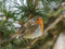 Customize-it - Vogel rood 70x50cm Tuinschilderij