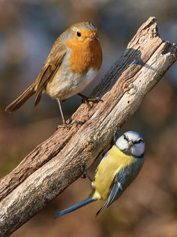 Customize-it - Vogels 50x70cm Tuinschilderij