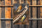 Customize-it - Vogels 50x70cm Tuinschilderij