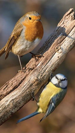 Customize-it - Vogels 70x130cm Tuinschilderij