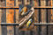 Customize-it - Vogels 70x130cm Tuinschilderij