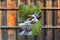 Customize-it - Waterbeek 50x70cm Tuinschilderij