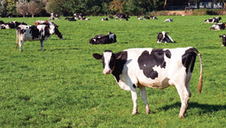Customize-it - Wei koeien 130x70cm Tuinschilderij