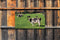 Customize-it - Wei koeien 130x70cm Tuinschilderij