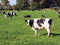 Customize-it - Wei koeien 70x50cm Tuinschilderij