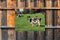 Customize-it - Wei koeien 70x50cm Tuinschilderij