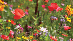 Customize-it - Wilde bloemen 130x70cm Tuinschilderij
