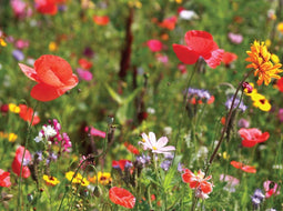 Customize-it - Wilde bloemen 70x50cm Tuinschilderij