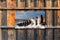 Customize-it - Zee storm 130x70cm Tuinschilderij