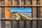 Customize-it - Zeegras 130x70cm Tuinschilderij