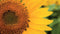 Customize-it - Zonnebl.close-up 130x70cm Tuinschilderij