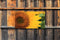 Customize-it - Zonnebl.close-up 130x70cm Tuinschilderij