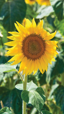 Customize-it - Zonnebloem 130x70cm Tuinschilderij