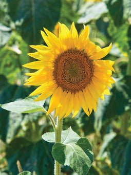 Customize-it - Zonnebloem 50x70cm Tuinschilderij