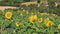 Customize-it - Zonnebloemen 130x70cm Tuinschilderij