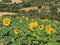 Customize-it - Zonnebloemen 70x50cm Tuinschilderij