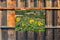 Customize-it - Zonnebloemen 70x50cm Tuinschilderij