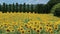 Customize-it - Zonnebloemen Frankrijk 130x70cm Tuinschilderij