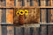 Customize-it - Zonnebloemen vaas 70x50cm Tuinschilderij