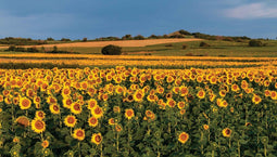 Customize-it - Zonnebloemen veld 130x70cm Tuinschilderij
