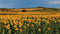 Customize-it - Zonnebloemen veld 130x70cm Tuinschilderij