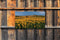Customize-it - Zonnebloemen veld 130x70cm Tuinschilderij