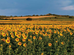 Customize-it - Zonnebloemen veld 70x50cm Tuinschilderij