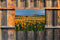 Customize-it - Zonnebloemen veld 70x50cm Tuinschilderij