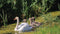 Customize-it - Zwaantjes 130x70cm Tuinschilderij