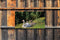 Customize-it - Zwaantjes 130x70cm Tuinschilderij