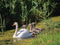 Customize-it - Zwaantjes 70x50cm Tuinschilderij