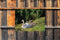 Customize-it - Zwaantjes 70x50cm Tuinschilderij