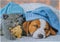 Cute Kitten and Sleepy Dog puzzel 100 stukjes