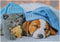 Cute Kitten and Sleepy Dog puzzel 100 stukjes