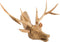 PTMD Teak wood natural reindeer head wide