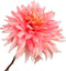 Silk-ka Kunstbloem-Zijden Bloem-Kunsttak Dahlia Steel Roze-Wit 65 cm