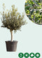 Olijfboom laag vertakt XL - Olea europea 120 - 140 cm totaalhoogte