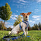 Hondentuigje Stitch Donkerblauw