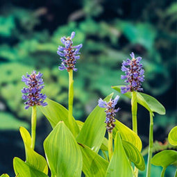 Moerings - Snoekkruid blauw Pontederia cordata P9